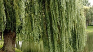 Why is the willow crying?