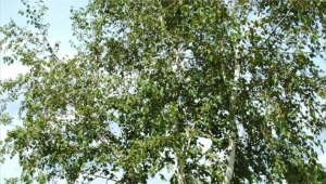 白桦树能活几年？