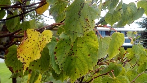 All about diseases and pests of linden