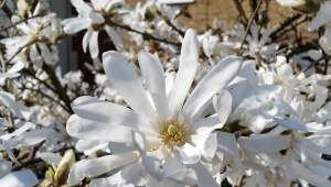 Tout sur le magnolia étoilé