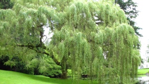 Growing willow of Babylon