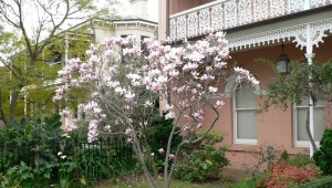 Cultivo de magnolia de flores grandes