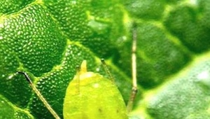 Überprüfung der Volksheilmittel gegen Blattläuse an Gurken