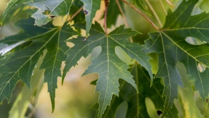 All about the silver maple