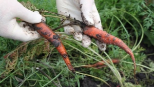 Sygdomme og skadedyr af gulerødder: metoder til kontrol og forebyggelse