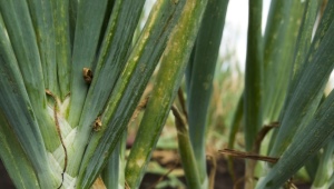 Choroby a škůdci zelené cibule