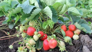 Krankheiten und Schädlinge von Erdbeeren