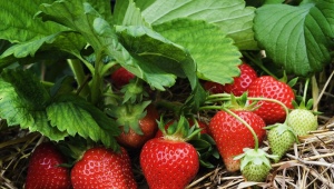 Hvordan fodrer man jordbær for at gøre dem søde?