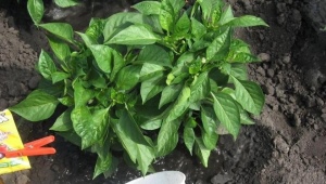 Hoe peper gieten om beter te groeien?