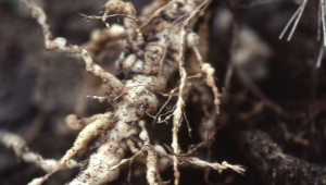 Cos'è un nematode e come affrontarlo?