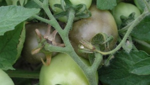 Qu'est-ce que la pourriture grise sur les tomates et que faire avec ?