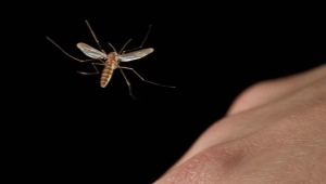 ¿Cómo deshacerse de los mosquitos por la noche?