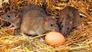Hoe zich te ontdoen van ratten en muizen in een kippenhok?