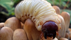 ¿Cómo deshacerse de las larvas de escarabajo?