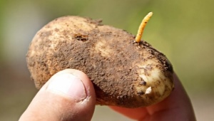 Hoe zich te ontdoen van de draadworm in aardappelen?