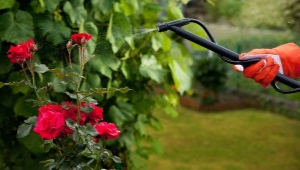 Cum să udați trandafirii de grădină?