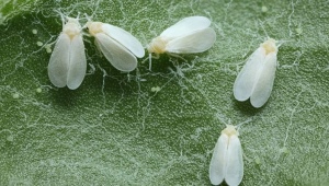 Come appaiono le mosche bianche in una serra e come sbarazzarsene?