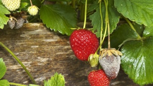 Hvordan ser råd på jordbær ud, og hvordan skal man håndtere det?