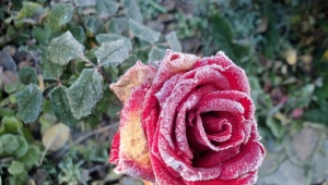 Hvordan ser meldug ud på roser, og hvordan behandler man det?
