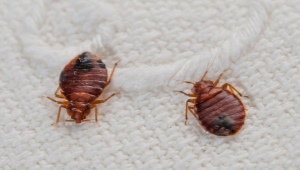 Che aspetto hanno gli insetti del divano e come affrontarli?