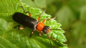 Quels coléoptères sont des parasites et comment s'en débarrasser?