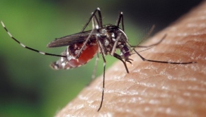 Hvilken lugt skal skræmme myg væk?