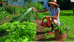 Kdy je lepší zalévat zahradu: ráno nebo večer?