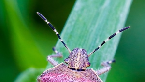 Qui sont les bugs du bouclier et comment les traiter ?