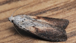 Folk remedies for moths
