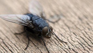 Folk remedies for flies