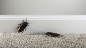 Where do cockroaches come from?
