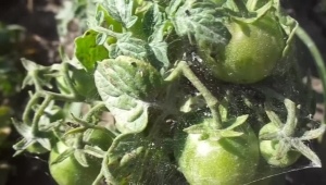 Spinnmilbe an Tomaten und der Kampf dagegen