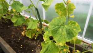 Perché le foglie di cetriolo sono pallide e cosa fare?