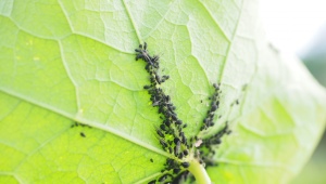Hvorfor opstår bladlus på bønner, og hvordan kan man slippe af med dem?