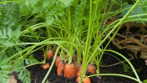 Top dressing di carote in campo aperto