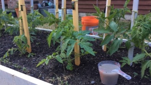 Krmení rajčat s kvasnicemi na otevřeném poli