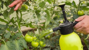 Watering and spraying tomatoes with milk