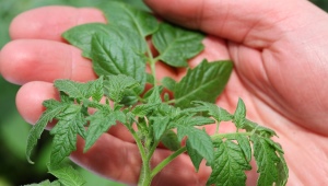 The use of tomato tops against pests and for fertilization