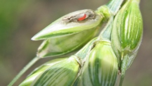 Thrips du blé: description et méthodes de lutte