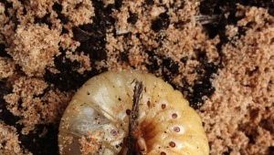 ¿Cuáles son las diferencias entre las larvas de escarabajo y las larvas de oso?