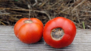 Pourriture supérieure des tomates en serre
