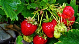 Typer af insekter på jordbær og hvordan man håndterer dem