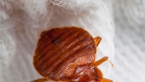 Tutto quello che devi sapere sugli insetti dei mobili