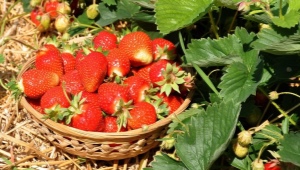 Hvordan og hvordan fodrer man jordbær efter frugtsætning?