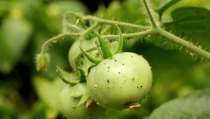 Hvordan behandler man tomater, hvor der er dukket op myg?