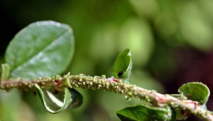 Hvordan ser bladlus ud på et æbletræ, og hvordan skal man håndtere det?