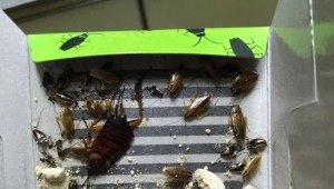 Co jsou pasti na šváby a jak je nastavit?