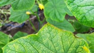 Hvorfor bliver agurkblade gule i kanterne, og hvad skal man gøre?