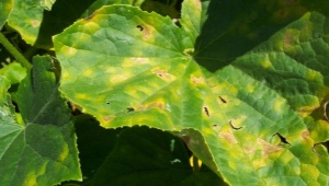 Årsager til gule pletter på agurkblade og hvordan man behandler dem