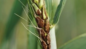 Parassiti e malattie del grano